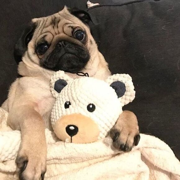 Dog Shampoo - Regular Male or Female Shampoo and Conditioner - Picture 5 of 5